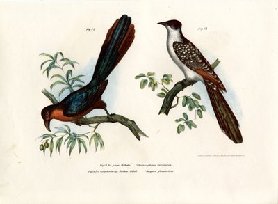 Kastanienbrust-Malkoha, 1864 von German School